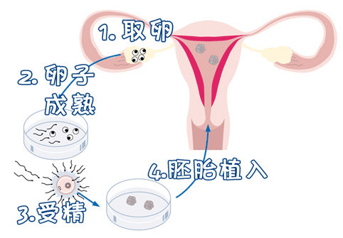 首席专家